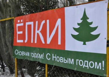 Продажа новогодних красавиц стартовала во всех лесхозах области.