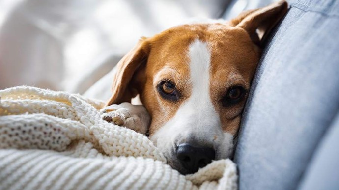 30 ноября — Всемирный день домашних животных: история и традиции 30 ноября — Всемирный день домашних животных: история и традиции