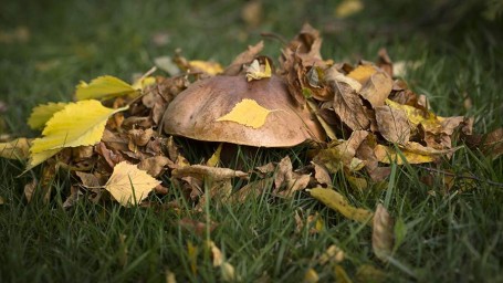 Особый народный праздник 21 октября — Трифон и Пелагея: история, традиции, приметы