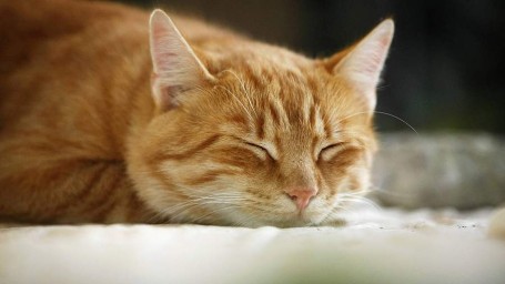 Народные приметы на 15 октября: что можно и нельзя делать