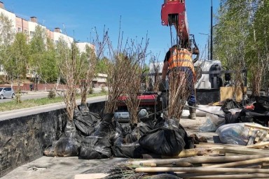Так, на участках, где были высажены саженцы, некоторые кусты выкопаны.