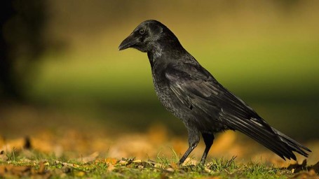 Народные приметы на 27 октября: что можно и нельзя делать