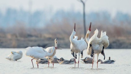 22 октября — День белых журавлей: история, традиции, мероприятия