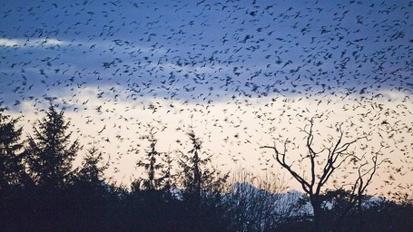 Народные приметы на 1 декабря: что можно и нельзя делать