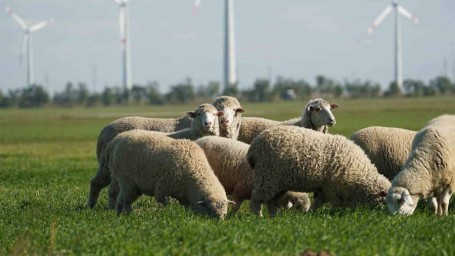 Особый праздник 11 ноября — Аврамий Овчар и Анастасия Овечница: традиции, приметы