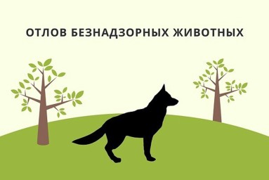 ​В Тындинском округе продолжается работа по отлову безнадзорных собак.