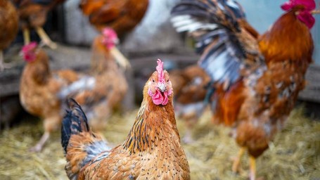 Особый народный праздник 14 ноября — Кузьминки осенние: обычаи и приметы