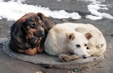 Чат-бот амурского управления ветеринарии @Amurdogbot.