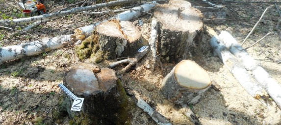 Житель Тынды обвиняется в незаконной рубке лесных насаждений