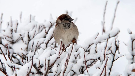 Народные приметы на 8 декабря: что можно и нельзя делать