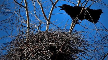 Народные приметы на 7 марта: что можно и нельзя делать