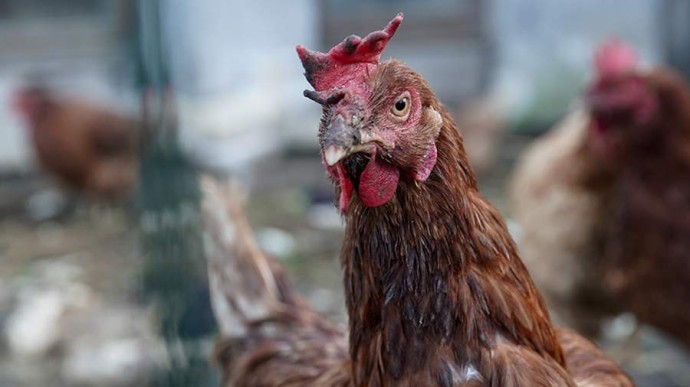 Особый праздник 13 ноября — Спиридон и Никодим: история, традиции, приметы Особый праздник 13 ноября — Спиридон и Никодим: история, традиции, приметы