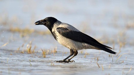 Народные приметы на 24 марта: что можно и нельзя делать