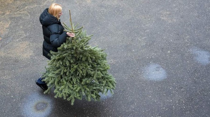 Как сохранить живую елку свежей и красивой: инструкция по уходу Как сохранить живую елку свежей и красивой: инструкция по уходу