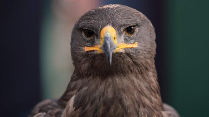 1 апреля &mdash; Международный день птиц: история, традиции, интересные факты