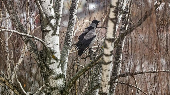 Народные приметы на 19 марта 2026 года: что можно и нельзя делать Народные приметы на 19 марта 2026 года: что можно и нельзя делать