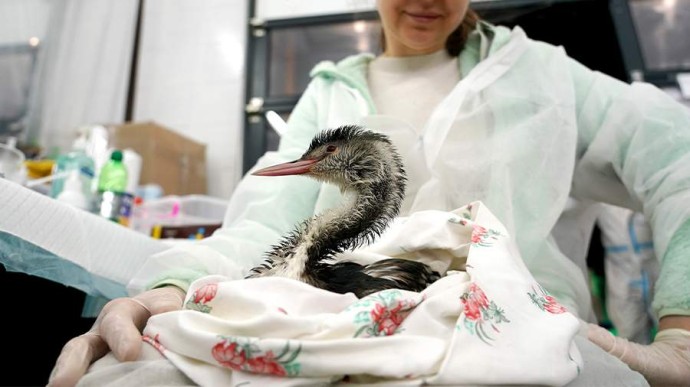 19 февраля &mdash; День орнитолога в России: история и традиции праздника