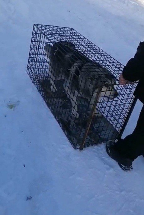 35 безнадзорных собак отловлено в Тындинском округе за год 35 безнадзорных собак отловлено в Тындинском округе за год