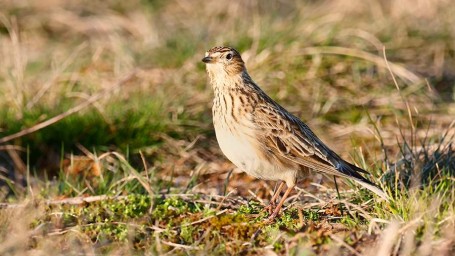 Народные приметы на 20 марта 2026 года: что можно и нельзя делать