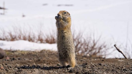 2 февраля &mdash; День сурка: история и традиции необычного праздника