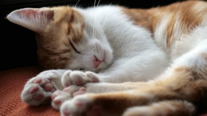 Особый праздник 7 ноября — Дедовские плачи: история, традиции, приметы Особый праздник 7 ноября — Дедовские плачи: история, традиции, приметы