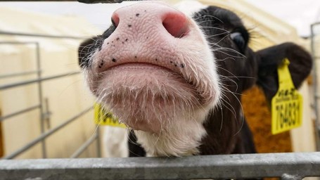 19 февраля &mdash; Вукол Телятник: история, традиции и запреты праздника