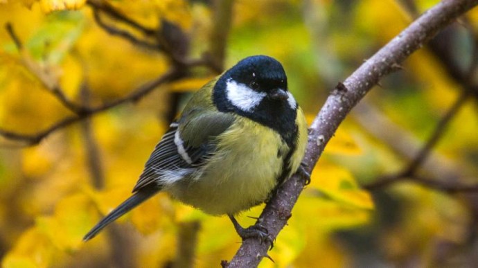 Народный праздник Синичкин день: традиции и значение Народный праздник Синичкин день: традиции и значение