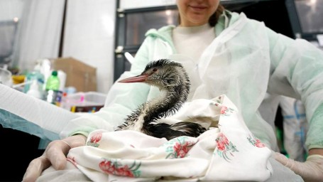 19 февраля &mdash; День орнитолога в России: история и традиции праздника