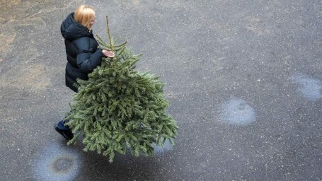 Как сохранить живую елку свежей и красивой: инструкция по уходу